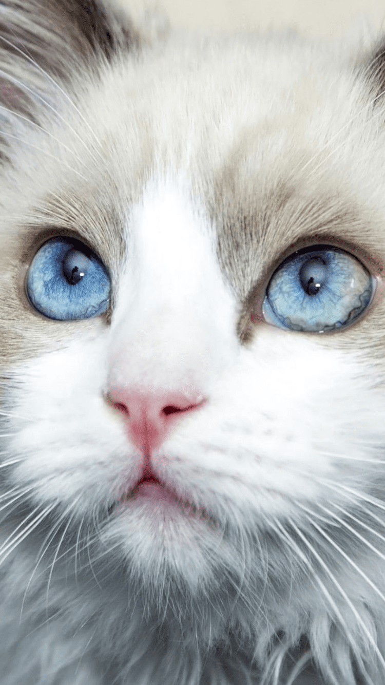 White Cat With Blue Eyes Wallpapers Phone - HD Wallpaper 