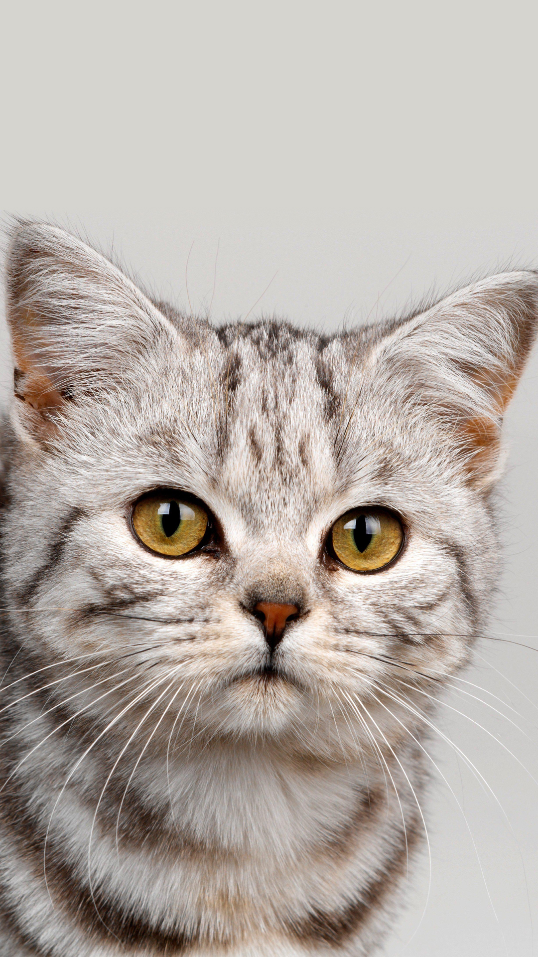 Cute Kitten Wallpaper - Ok Google Картинки Породистых Котов - HD Wallpaper 