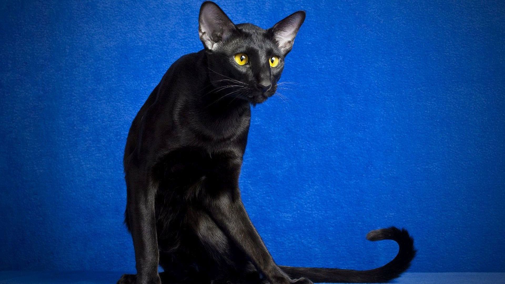 Thin Black Cat - HD Wallpaper 