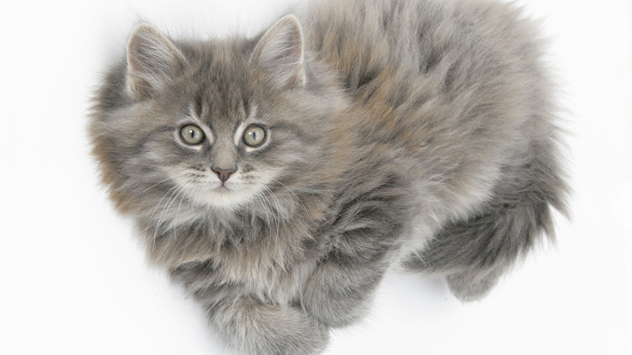 Gray Maine Coon Kitten - HD Wallpaper 