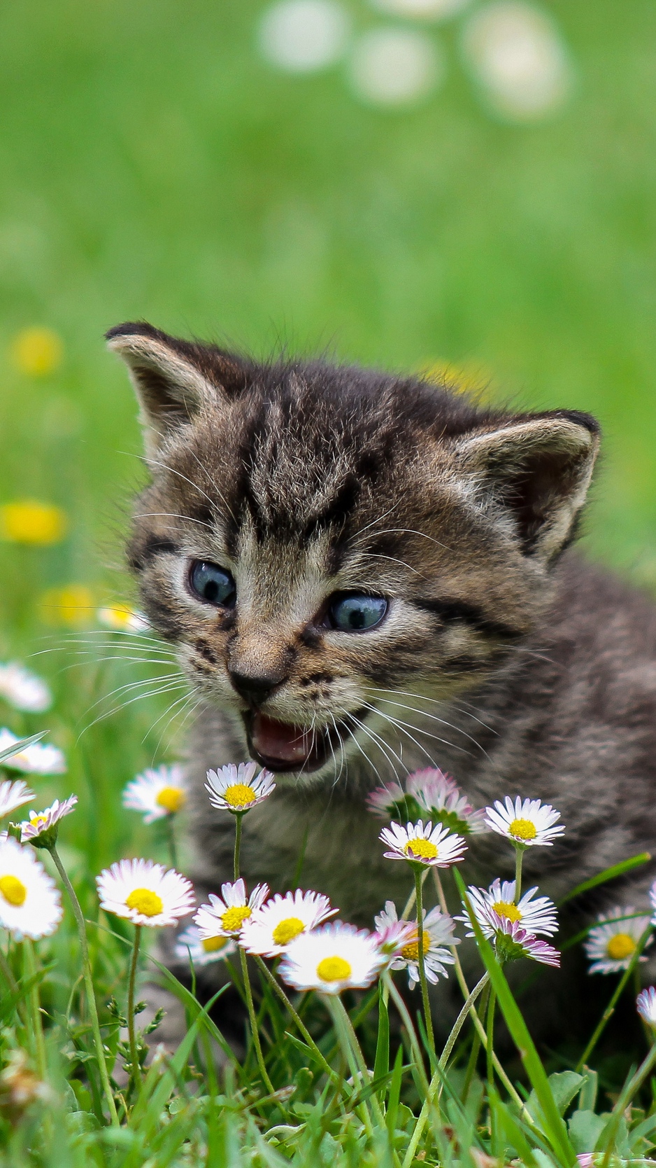 Wallpaper Kitten, Flowers, Funny, Cute, Surprise, Walk - Don T Like Kittens - HD Wallpaper 