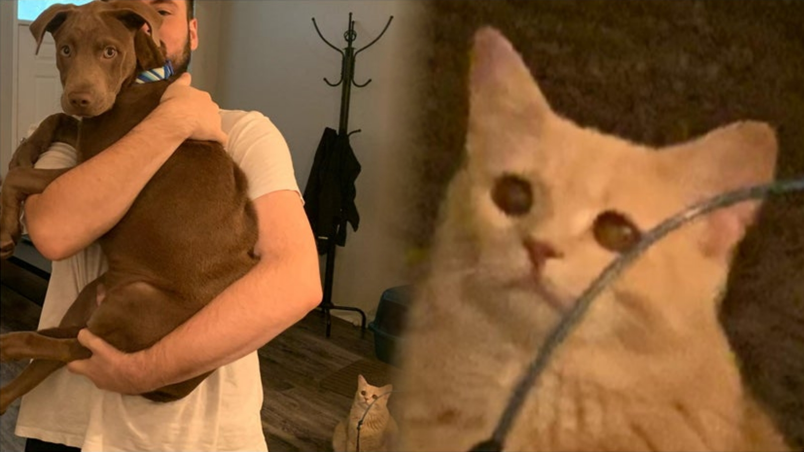 Cat Looking At Man Holding Dog - Crying Cat Dog Meme - HD Wallpaper 