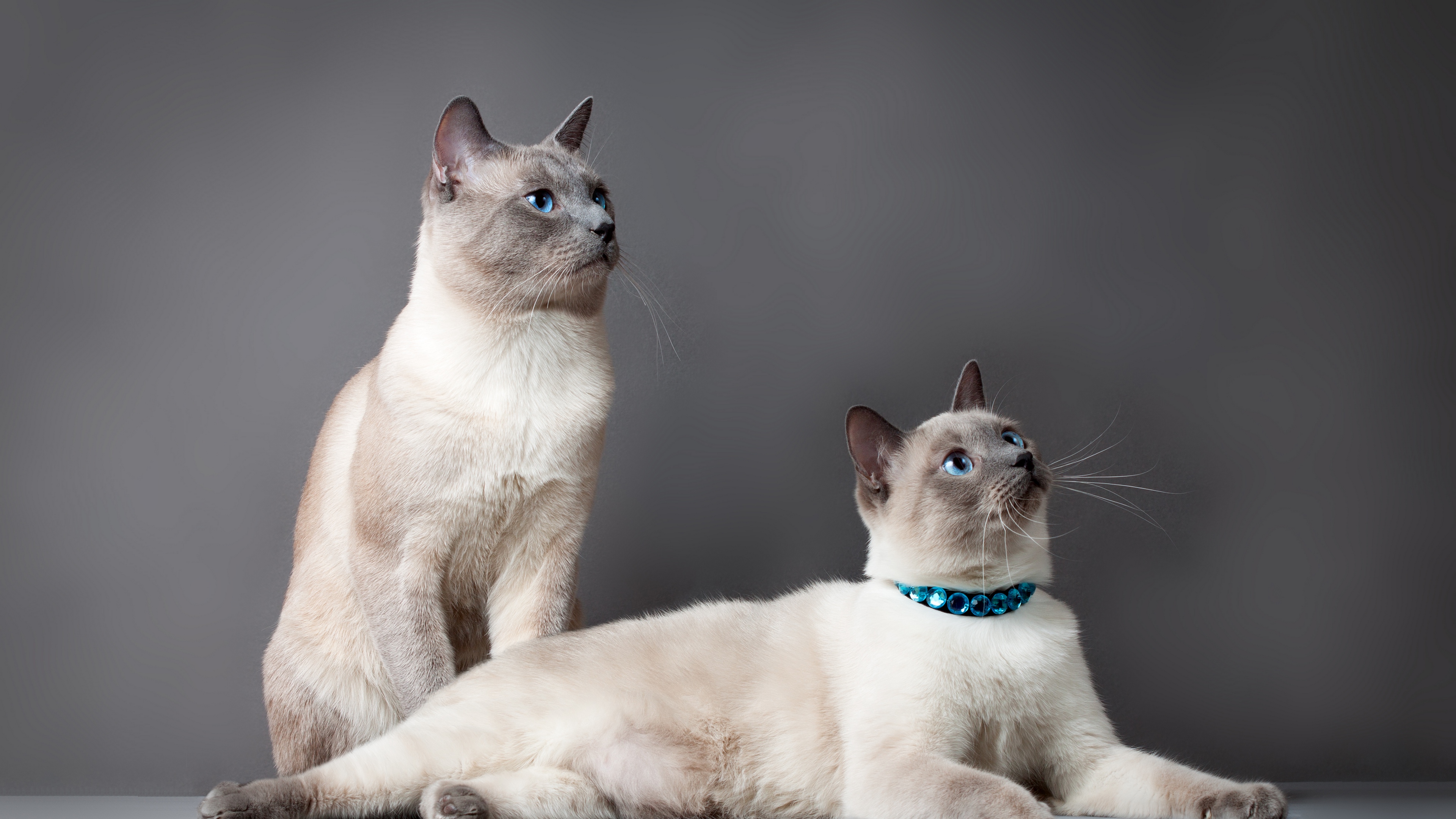 Wallpaper Thai Cat, Cats, Couple, Beautiful, Thoroughbred - Siamese Cat Couple - HD Wallpaper 