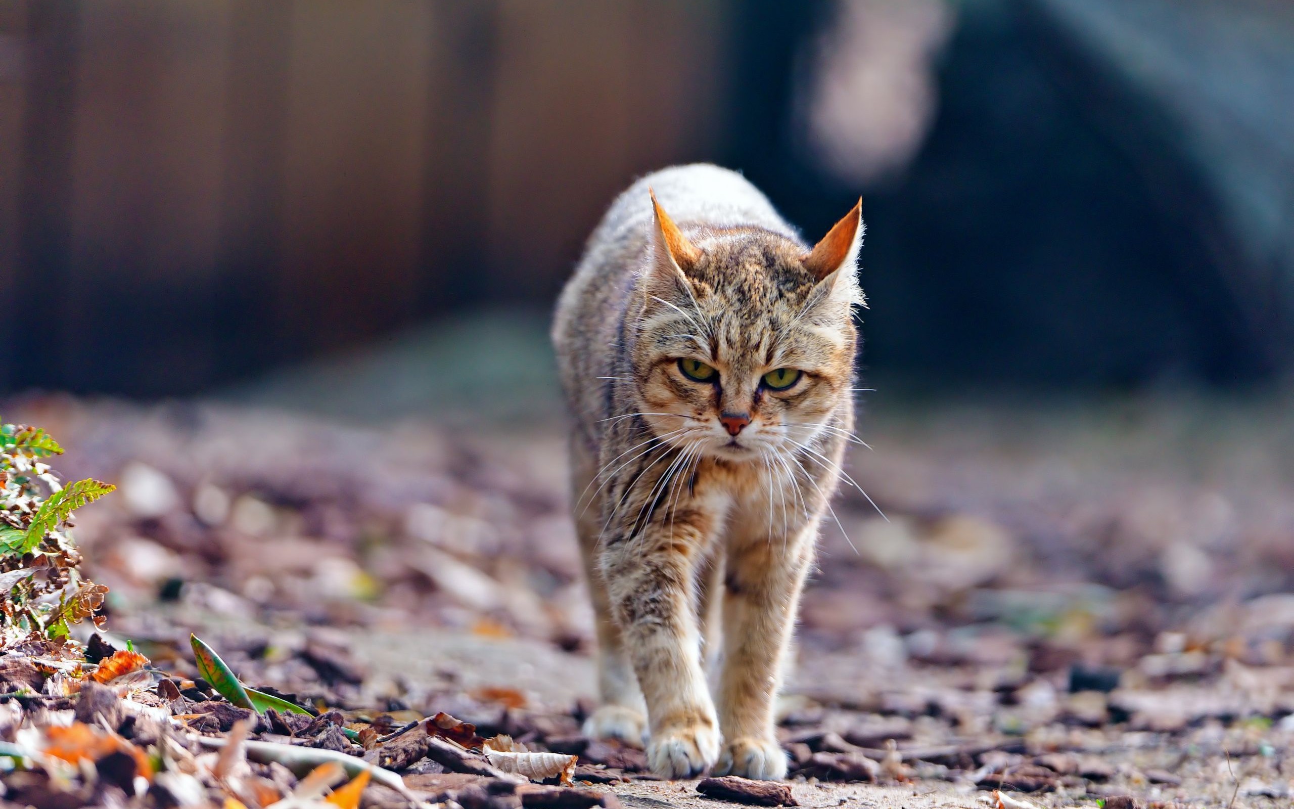 Cat Walking With Sad Face Wallpaper - HD Wallpaper 
