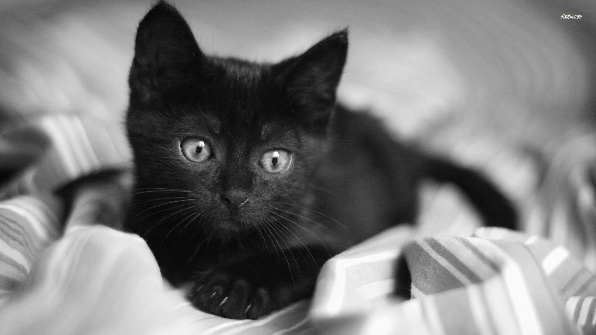 Cute Black Cat Hd - HD Wallpaper 