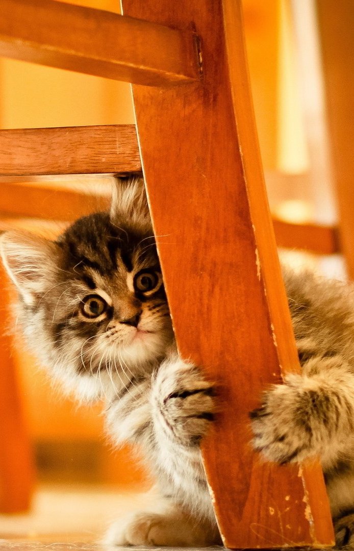 Animal Cat Chair Wallpaper Iphone Resolution - HD Wallpaper 