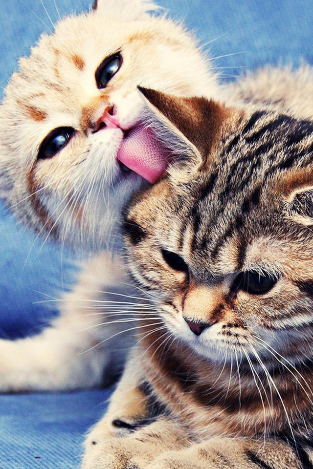 Kitten Iphone Wallpaper - Live Wallpaper Iphone Animal - 640x960 Wallpaper Kitten Iphone Wallpaper - Live Wallpaper Iphone Animal - 640x960 Wallpaper