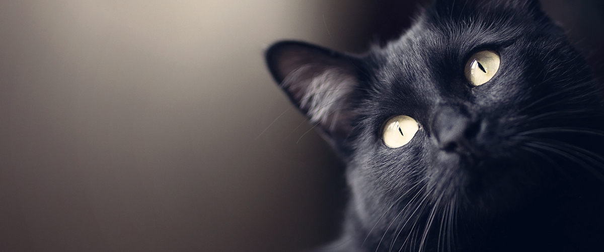 Cute Black Cat - National Black Cat Day 2019 Uk Cats Protection - HD Wallpaper 