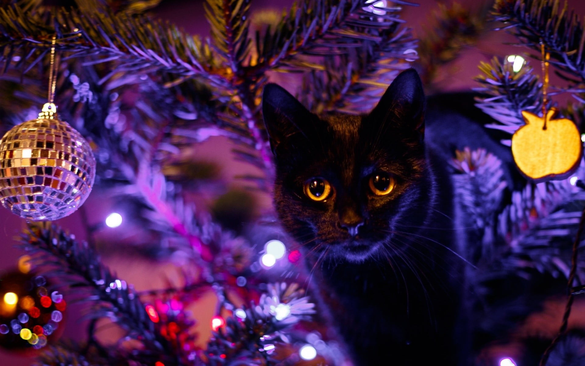 Black Cat Wallpaper Hd - HD Wallpaper 