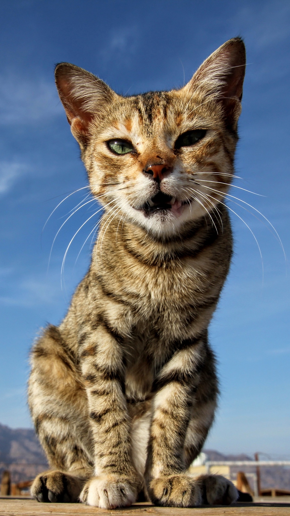 Wallpaper Cat, Sitting, Kitten - Cat - HD Wallpaper 