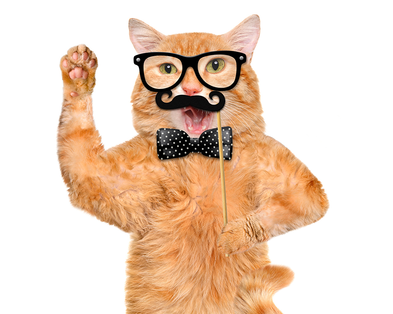 Cat Getting Sun Tan - HD Wallpaper 