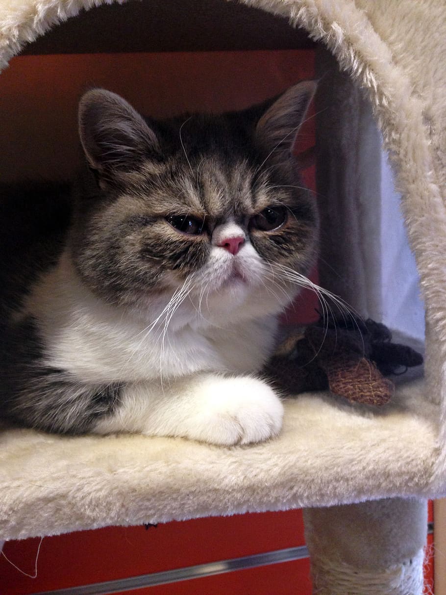 Cat, Grumpy, Upset, Sad, Cute, Emotion, Kitty, Kitten, - Upset Cat - HD Wallpaper 