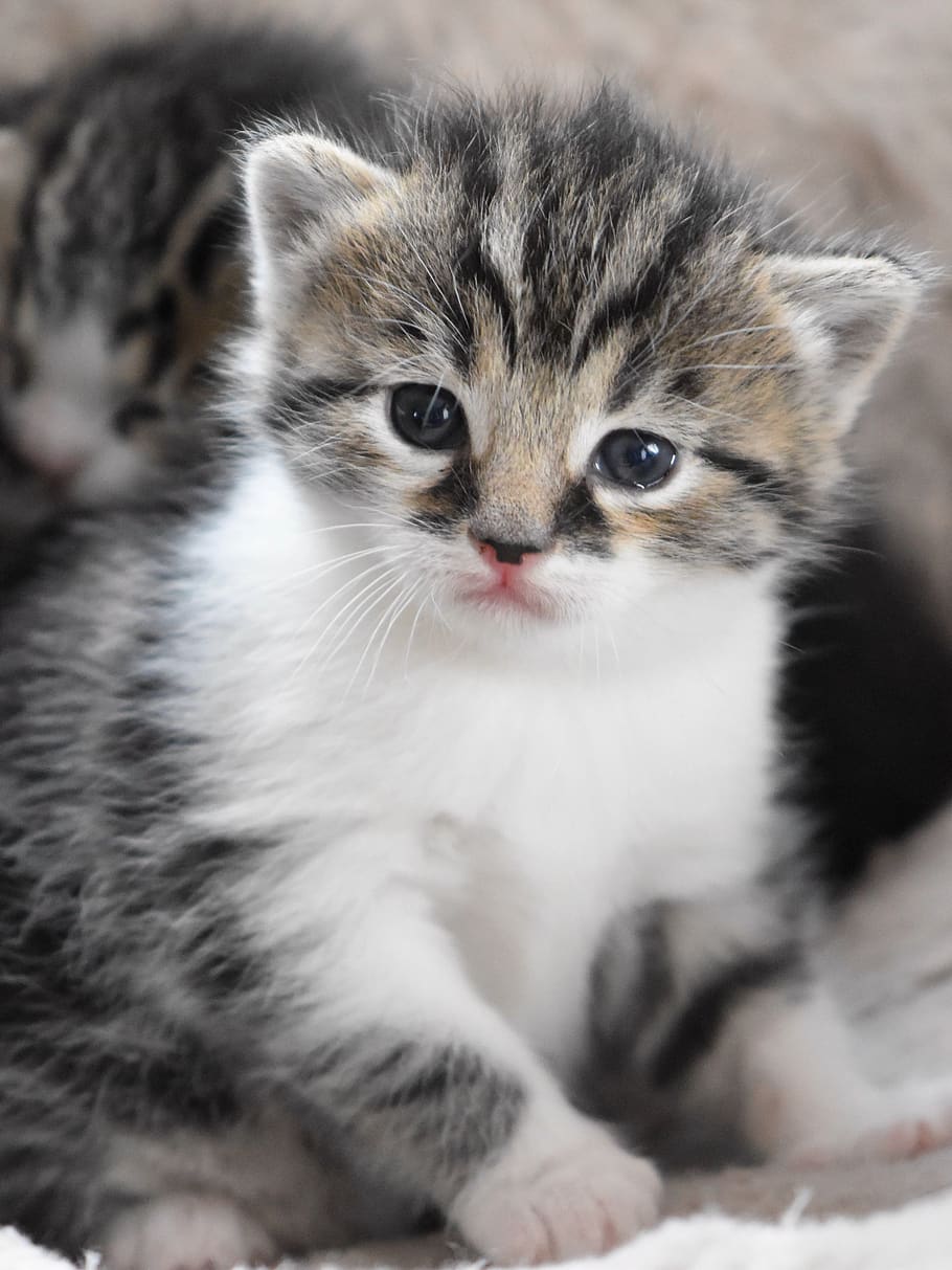 Baby Cat, Cat Baby, Kitten, Cute Sweet, Pet, Domestic - HD Wallpaper 