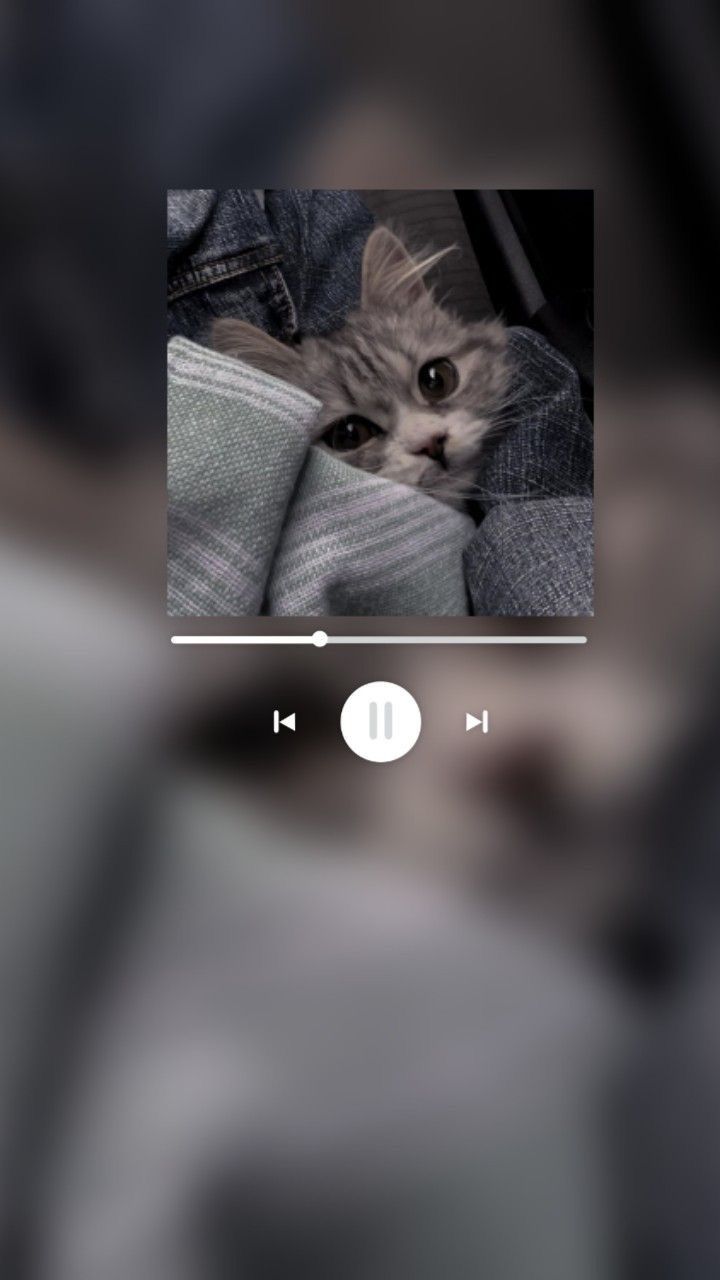 Wallpaper - HD Wallpaper 