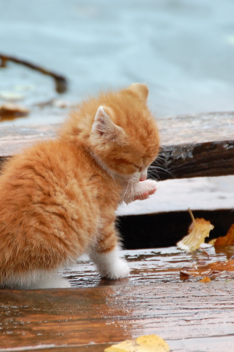 Wallpaper Kitten, Leaves, Autumn, Fallen - Осень Котенок - HD Wallpaper 