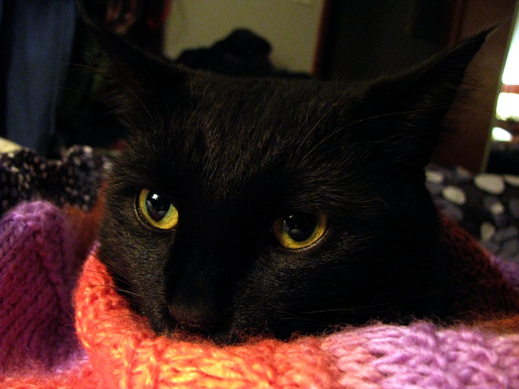 Black Cat - HD Wallpaper 