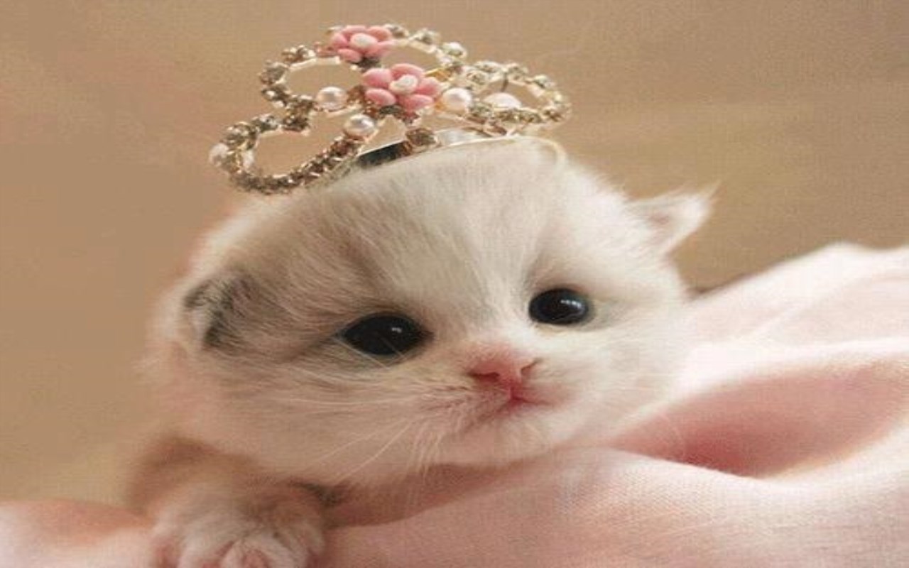 Cute Kittens Dressed Up - HD Wallpaper 