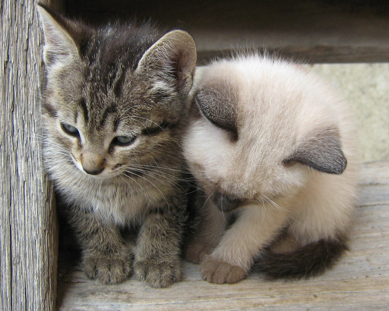 Why Are You Sad Of Me - White And Gray Kittens - HD Wallpaper 