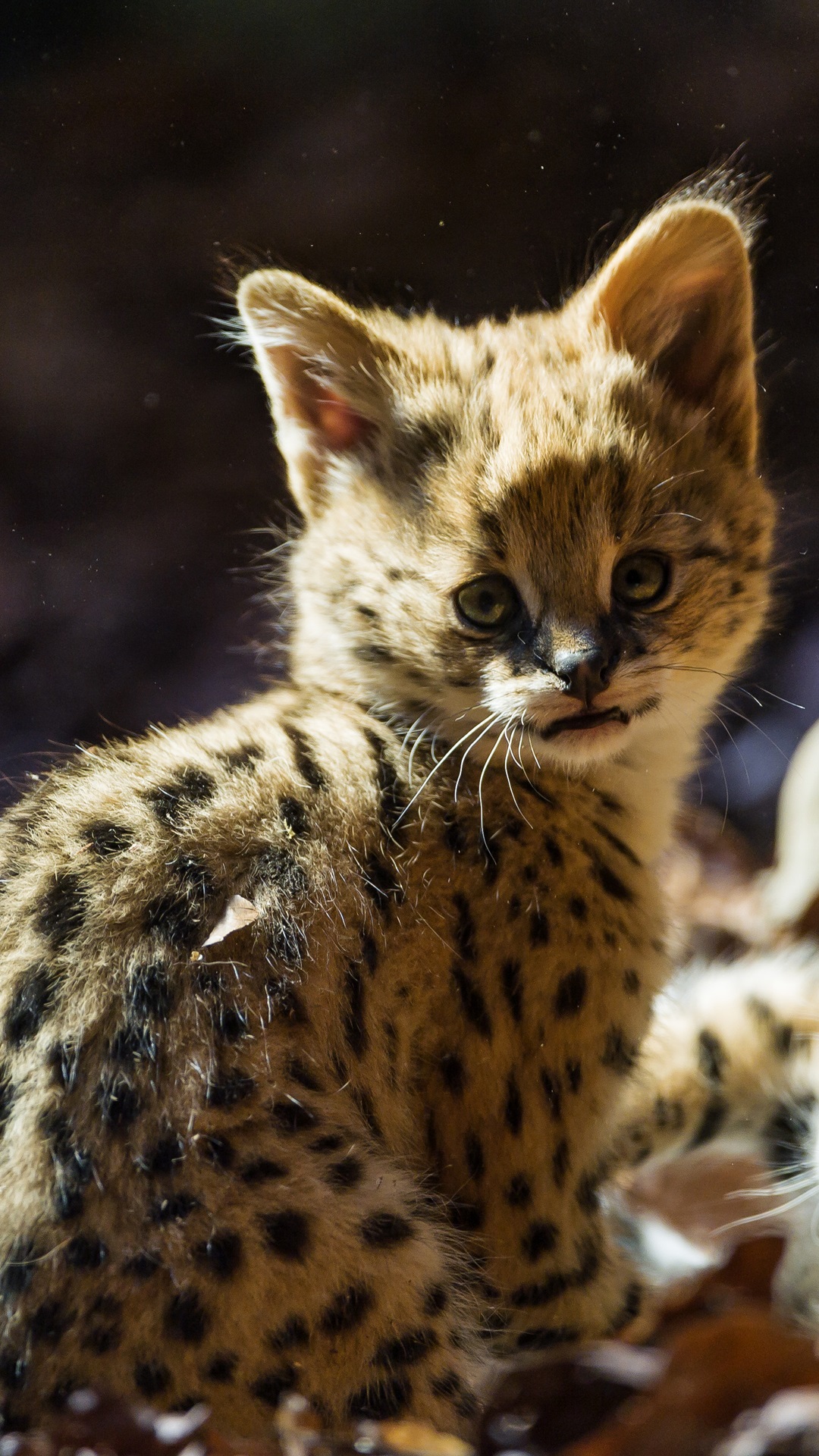 Serval Cat Kitten - HD Wallpaper 