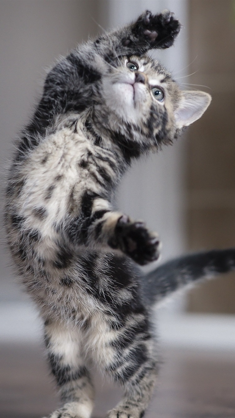 Iphone Wallpaper Cute Kitten Dancing - Ballerina And Cat - HD Wallpaper 