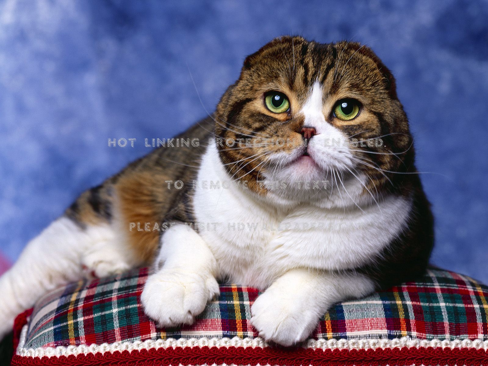 Desktop Sad Cat Animals - Scottish Fold Kitten - HD Wallpaper 