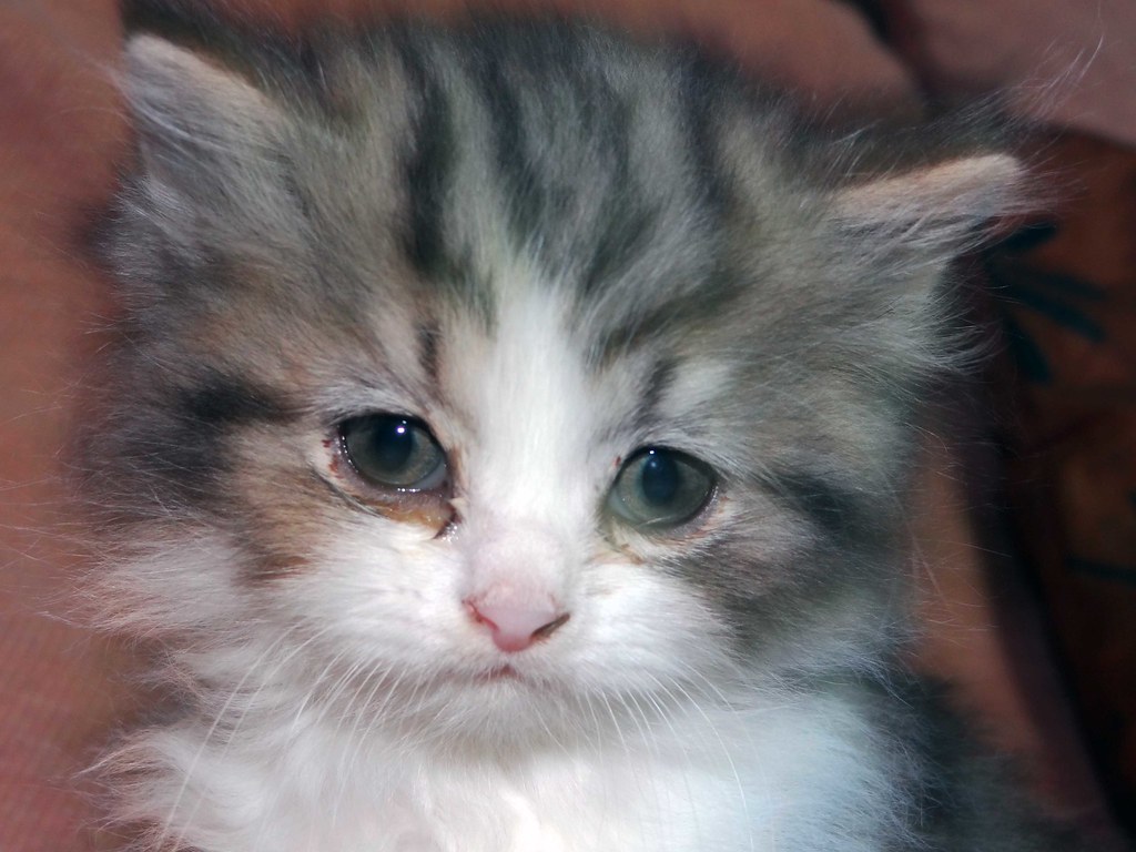 Kitten - HD Wallpaper 