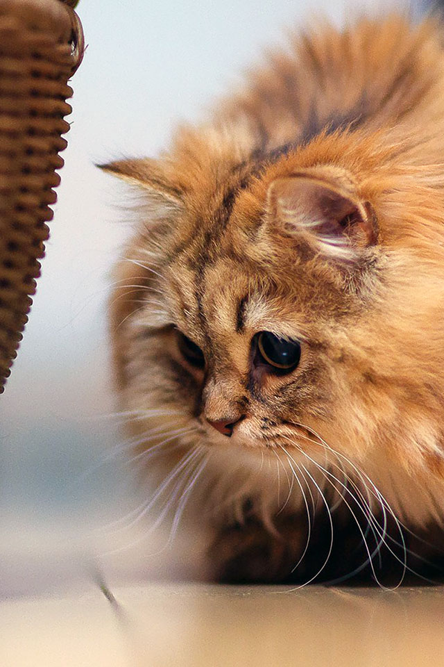 Com Apple Wallpaper Fluffy-kitten Iphone4 - New Year Resolution Cat - HD Wallpaper 
