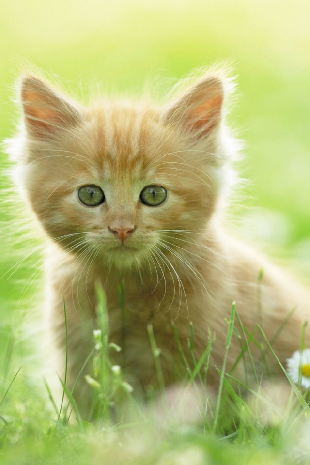 Mobile Cats Wallpapers Download - HD Wallpaper 