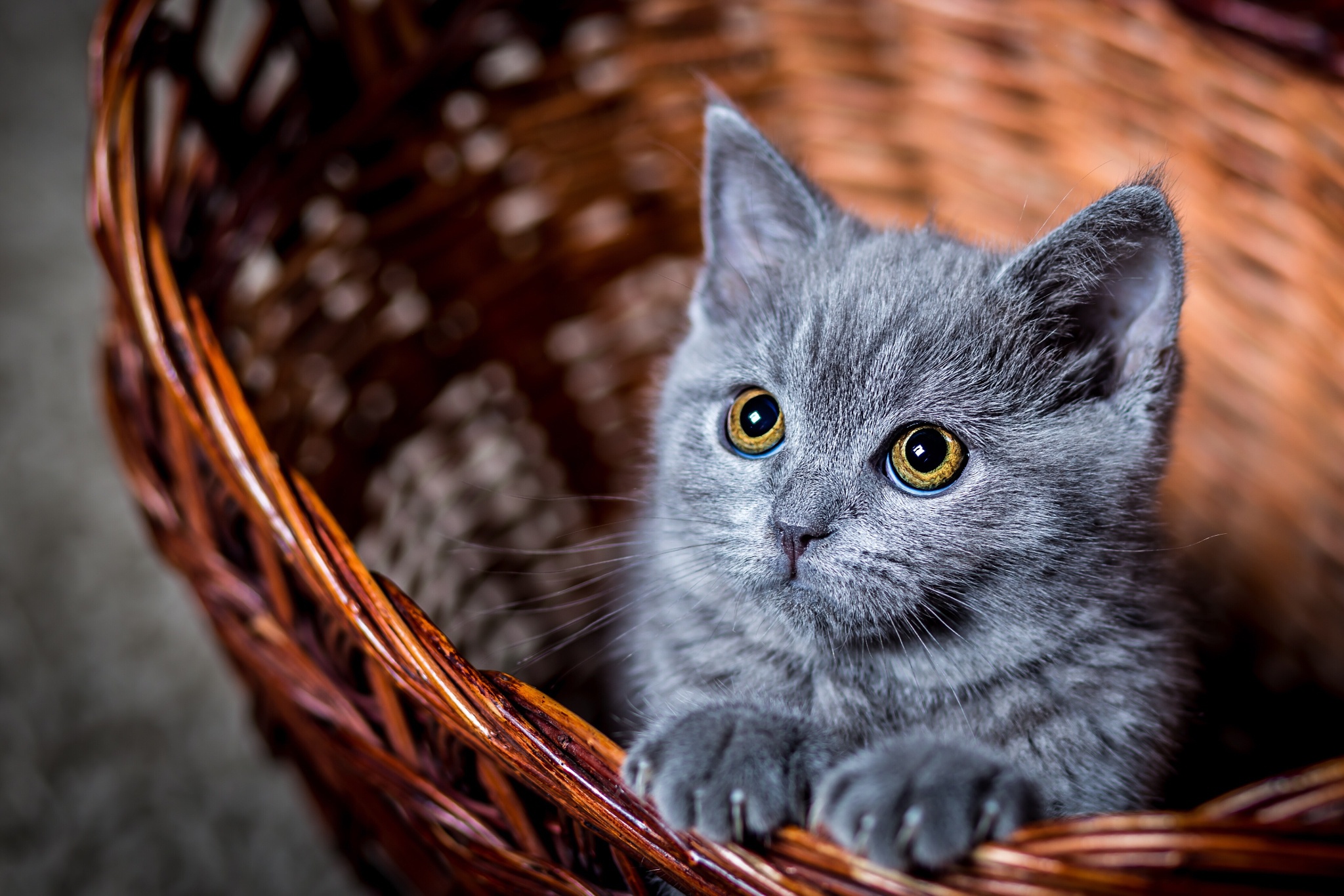 Kitten In A Basket - HD Wallpaper 