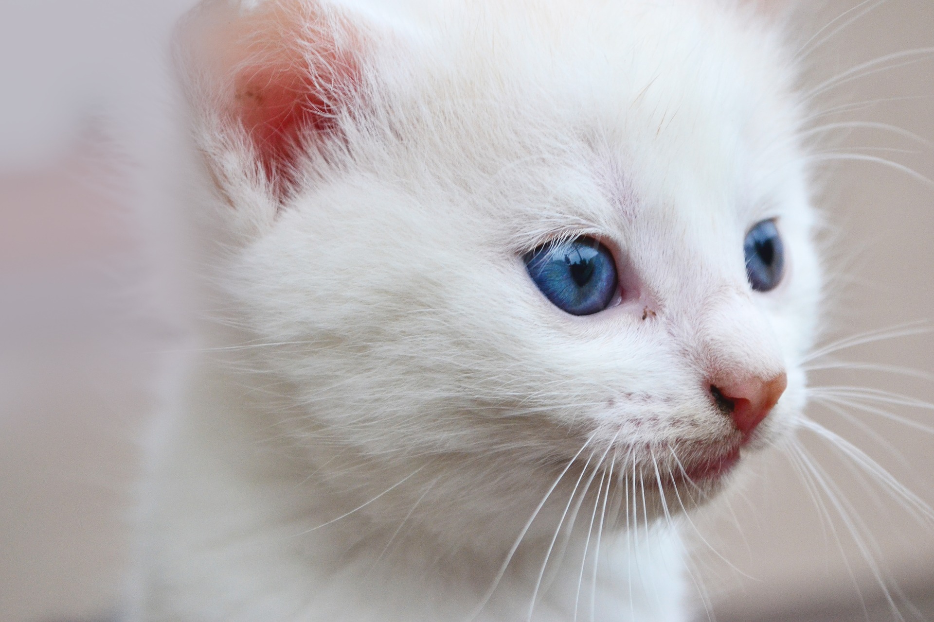 Cute White Baby Kitten Hd Wallpapers 1920x1280p - Cute White Cat With Blue Eyes - HD Wallpaper 