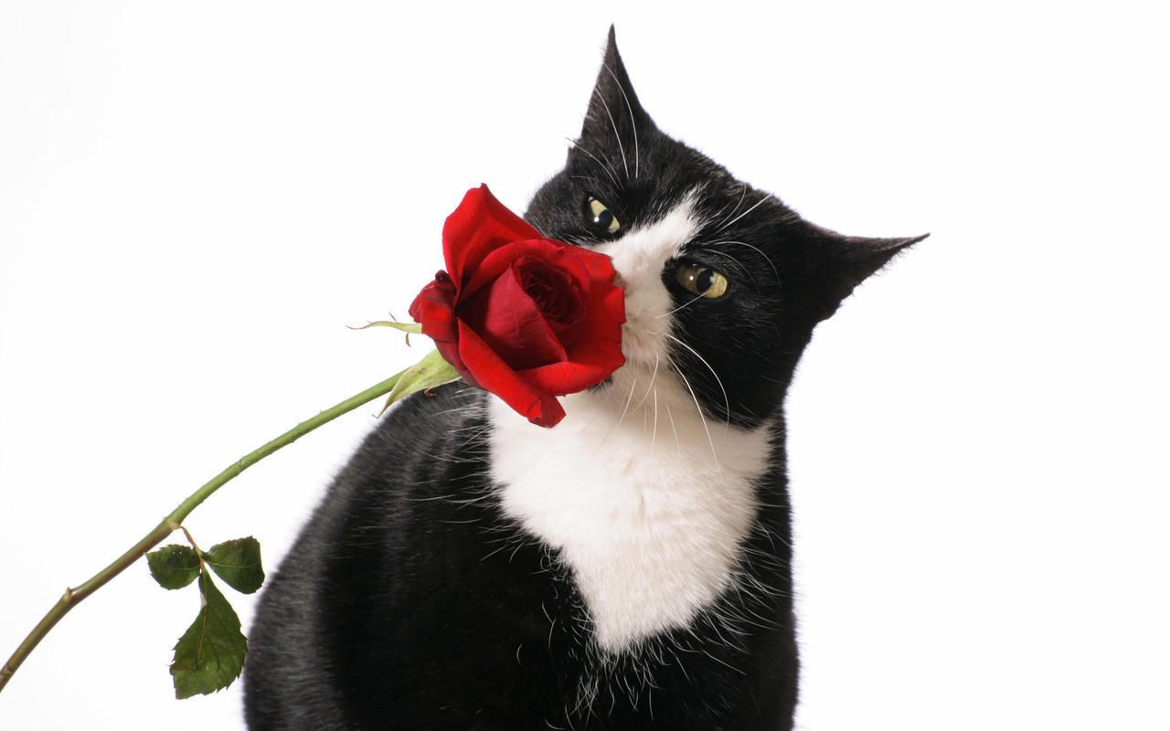 Valentines Day Cat Background - HD Wallpaper 