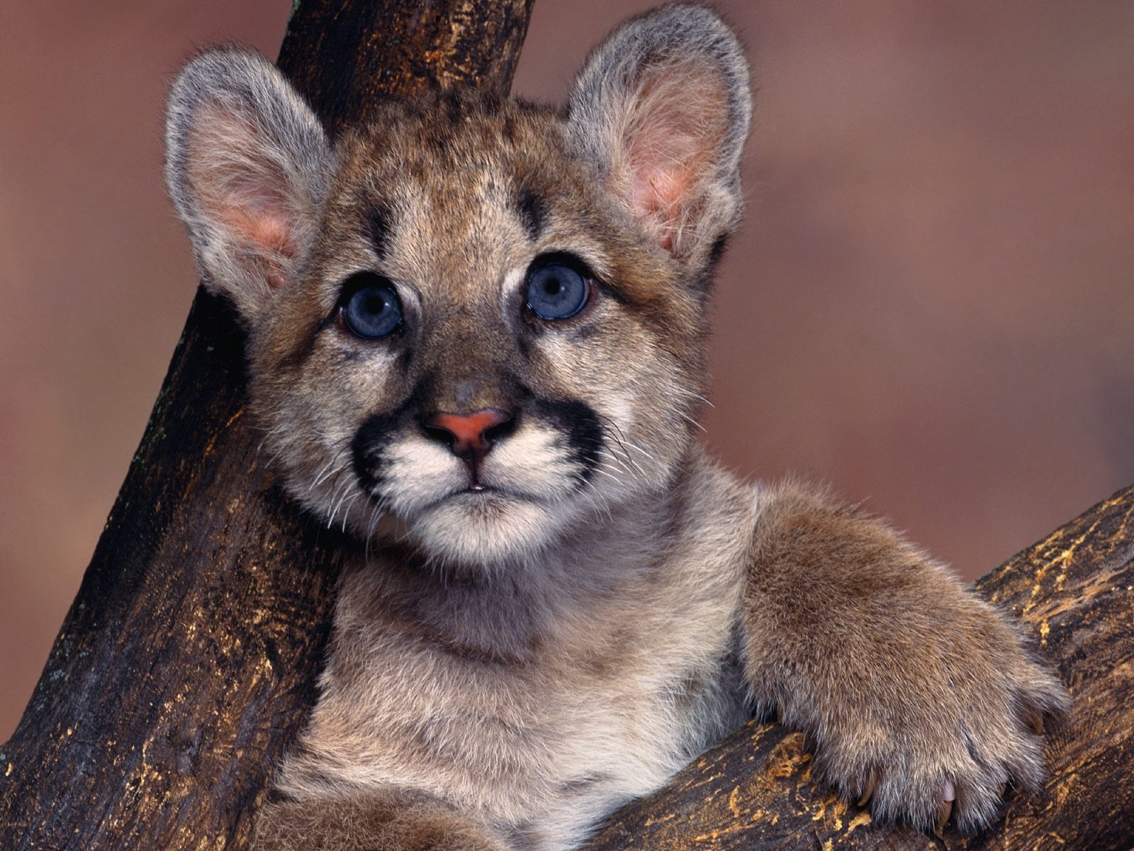 Baby Cougar - HD Wallpaper 