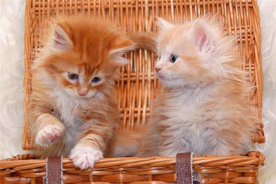 Cat In The Basket Cute - HD Wallpaper 