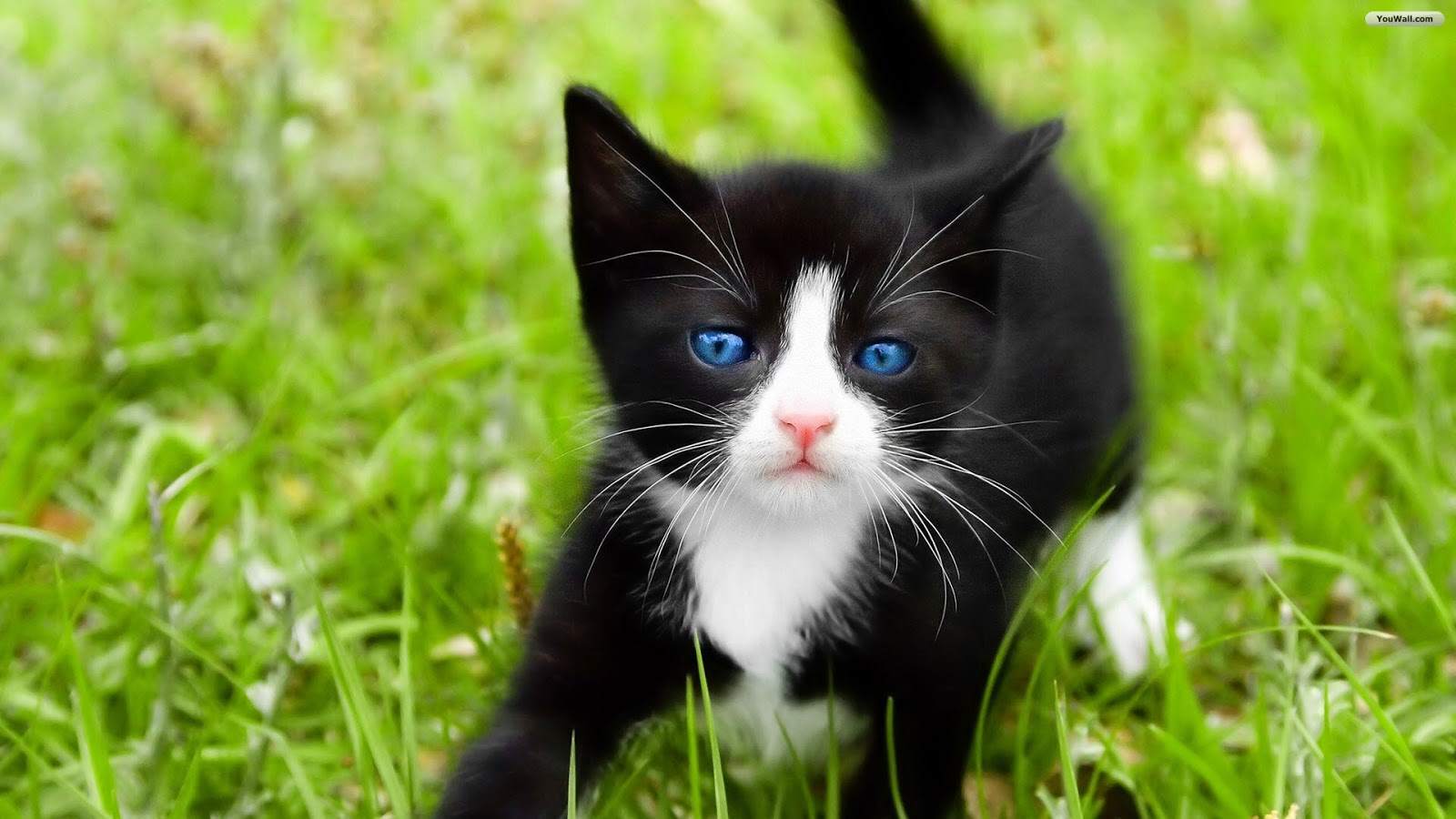 Cute White And Black Kitten - HD Wallpaper 