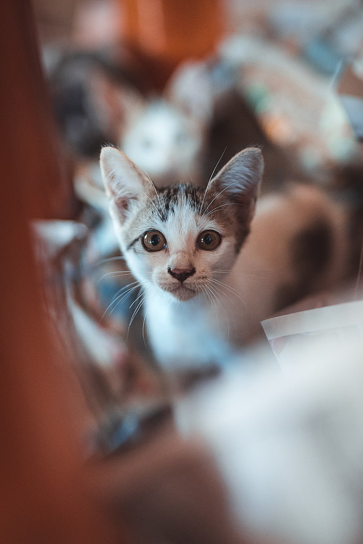 Kitten, Look, Cute, Baby, Hd Wallpaper - Cuteness - HD Wallpaper 