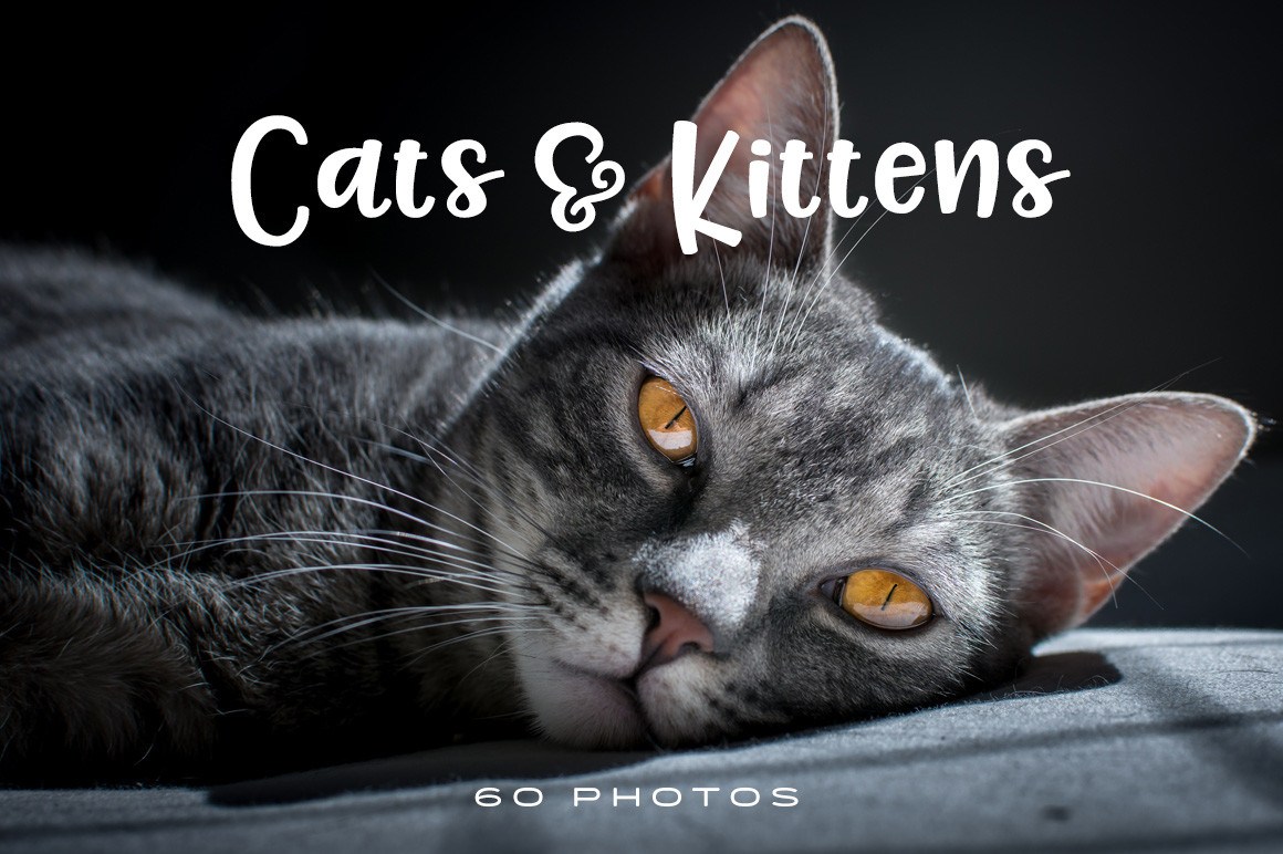 Siberian Cat - HD Wallpaper 