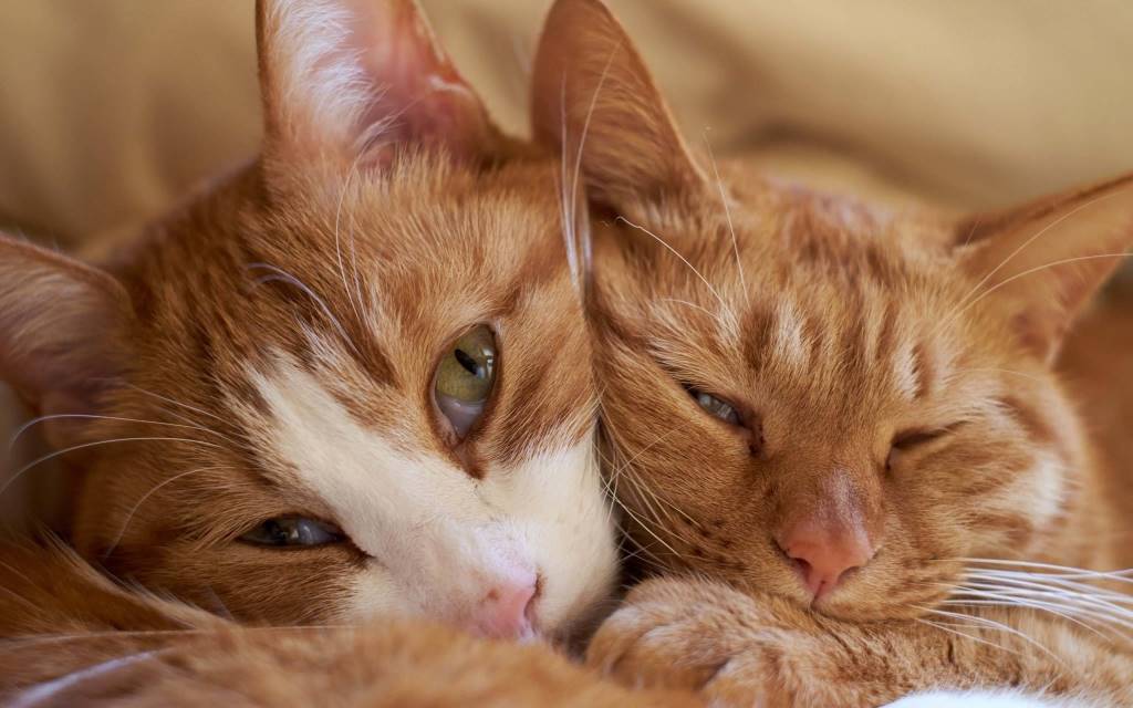 Most Wonderful Two Beautiful Cats Full Hd 4k Wallpaper - Mood Animals - HD Wallpaper 