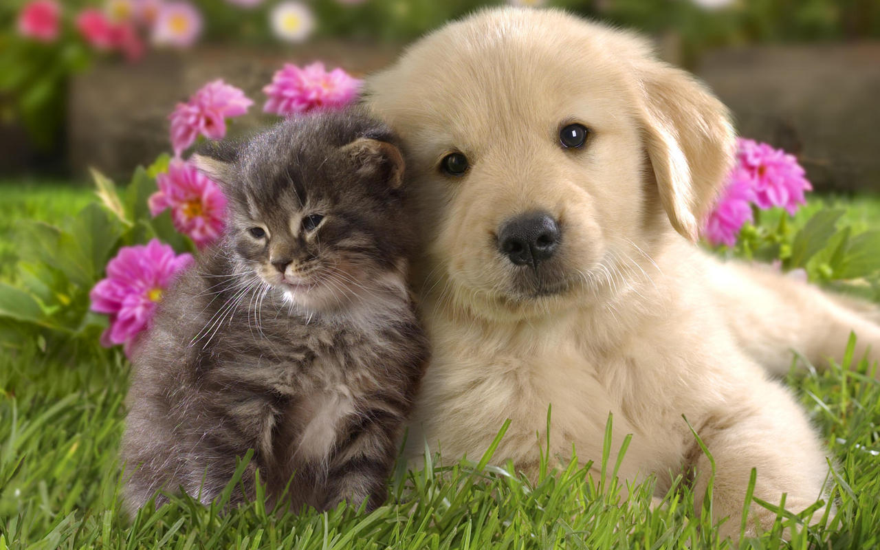 Images Of Cat & Dog - Cat And Dog - HD Wallpaper 