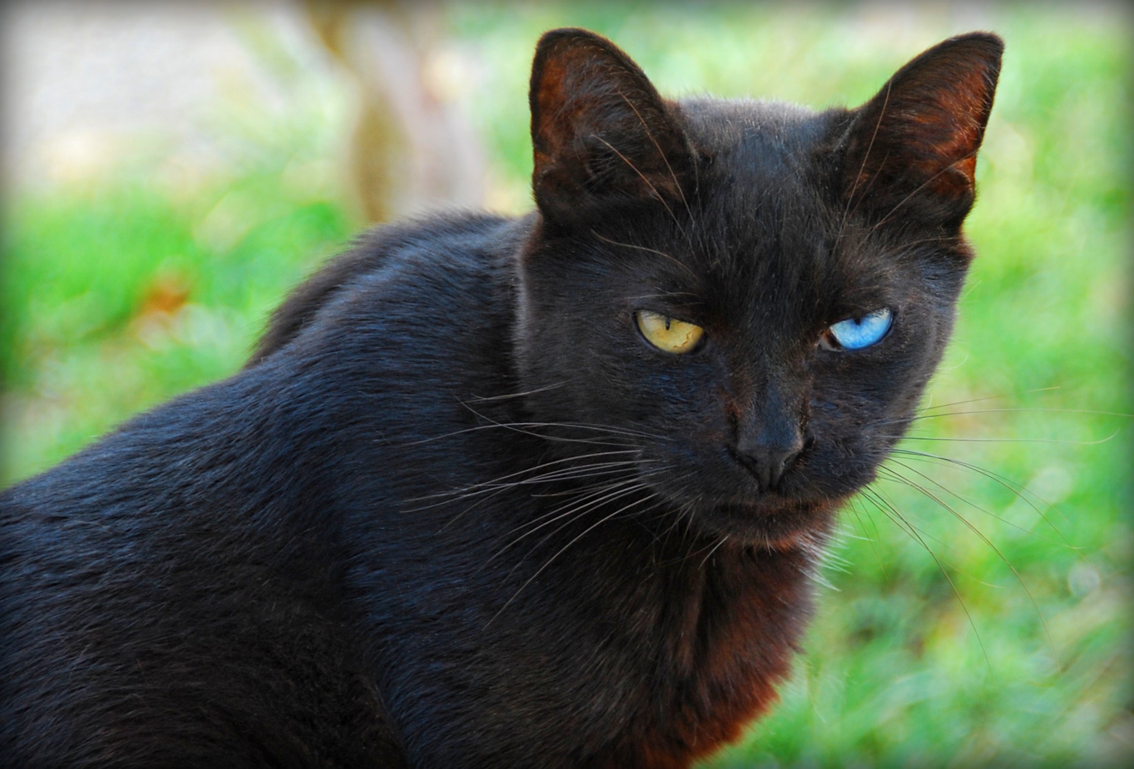 Nice Images Collection - Black Cat With Blue And Green Eyes - HD Wallpaper 