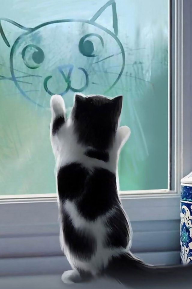 Cute Cat Wallpaper - Cute Cat Wallpaper Iphone - HD Wallpaper 