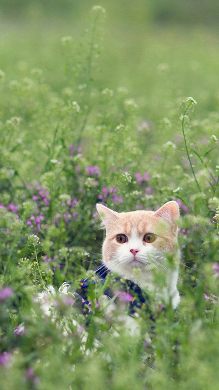 Cute Cat Wallpaper Iphone - Cat In Flower Field - HD Wallpaper 