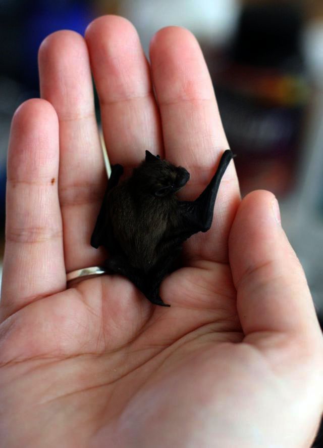 Bumblebee Bats - HD Wallpaper 