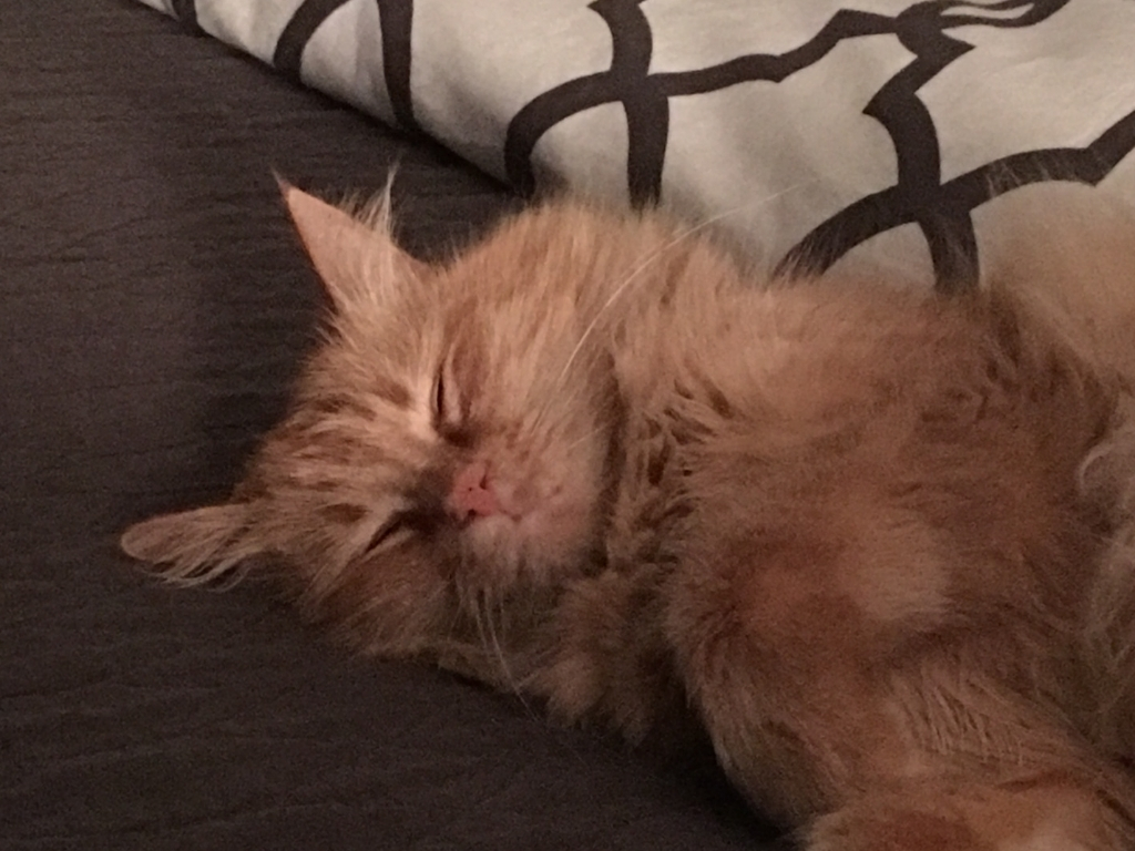 Cat Relocates To Singapore From United States - British Longhair - HD Wallpaper 