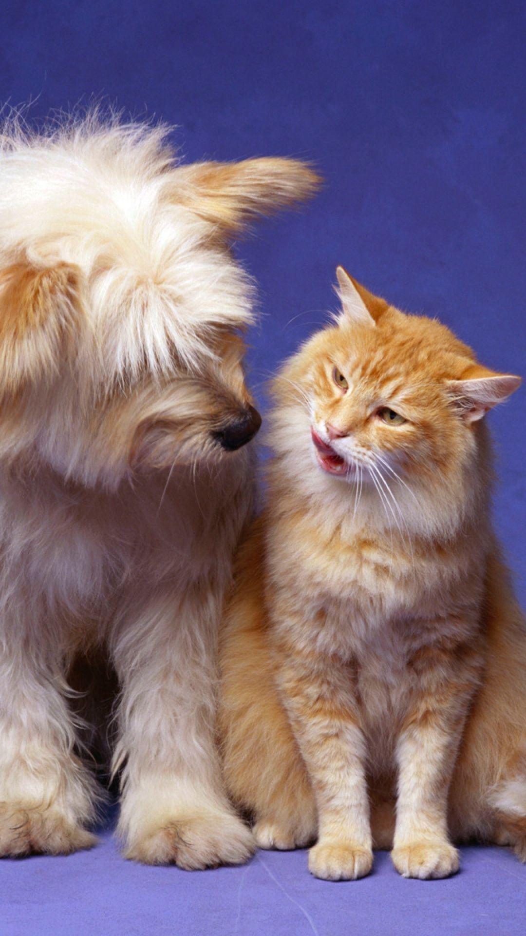 Cat And Dog Wallpapers For Mobile - HD Wallpaper 