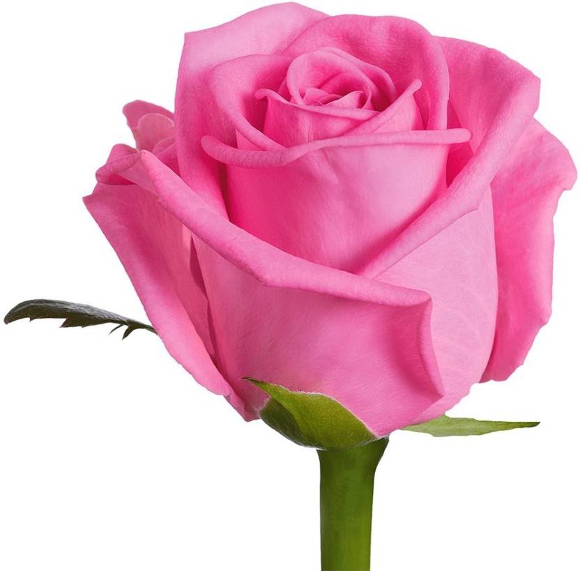Beautiful Pink Rose Flower - HD Wallpaper 