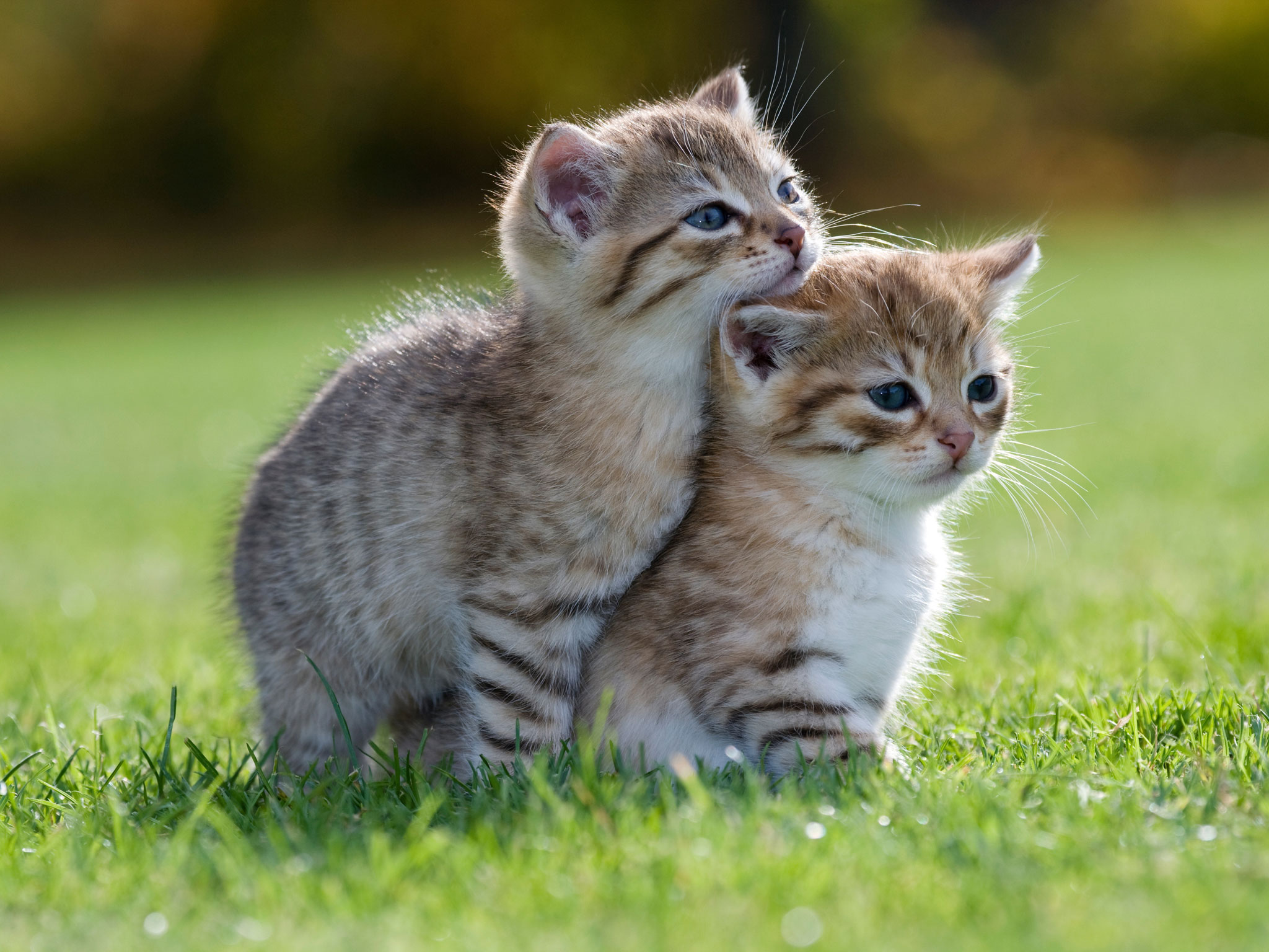 Cute Animals - HD Wallpaper 