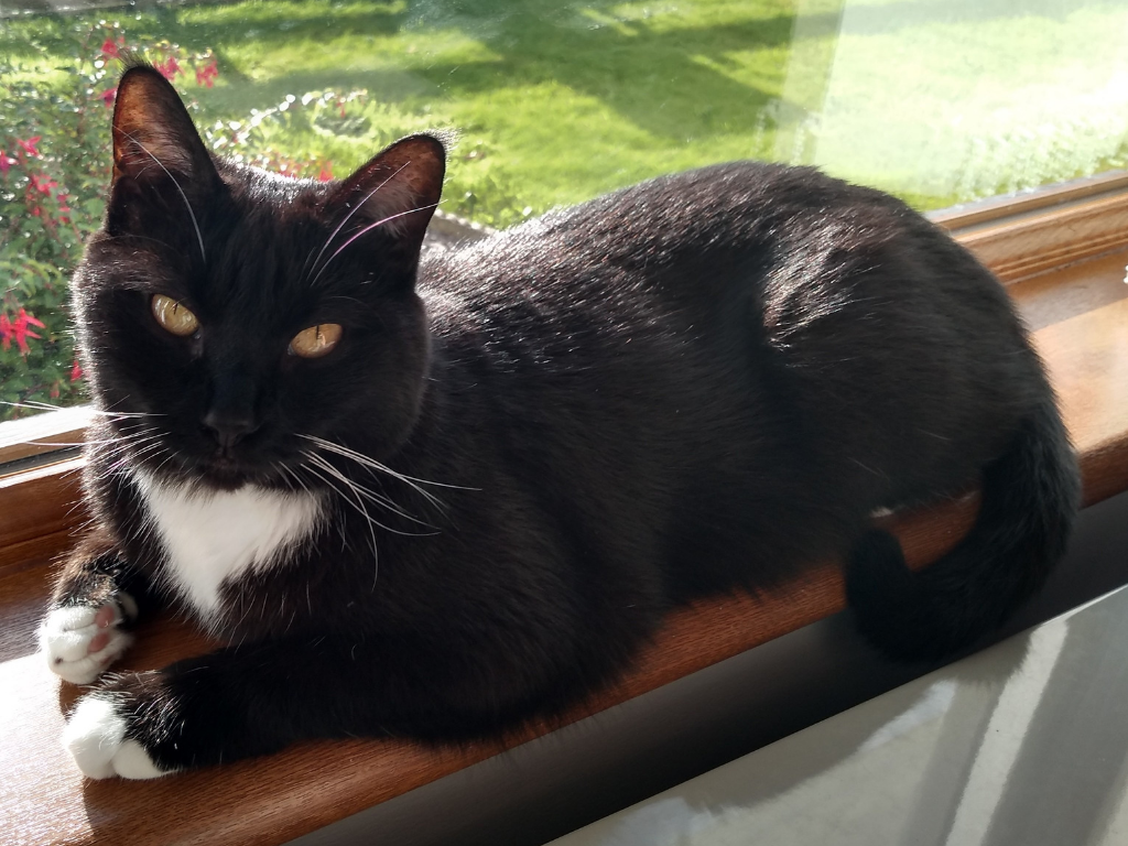 Moving Cats To Ireland - HD Wallpaper 