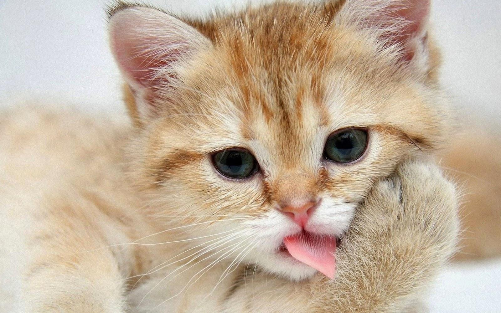 Cute Cats Wallpapers Free Download - Kitten Licking Its Paws - HD Wallpaper 