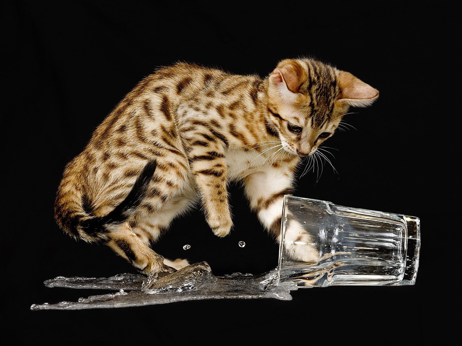 Bengal Cat - HD Wallpaper 