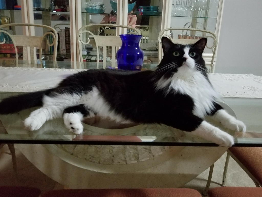 Cat Has Relocated From The United States To Australia - Domestic Long-haired Cat - HD Wallpaper 